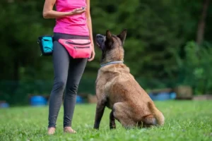 pet training